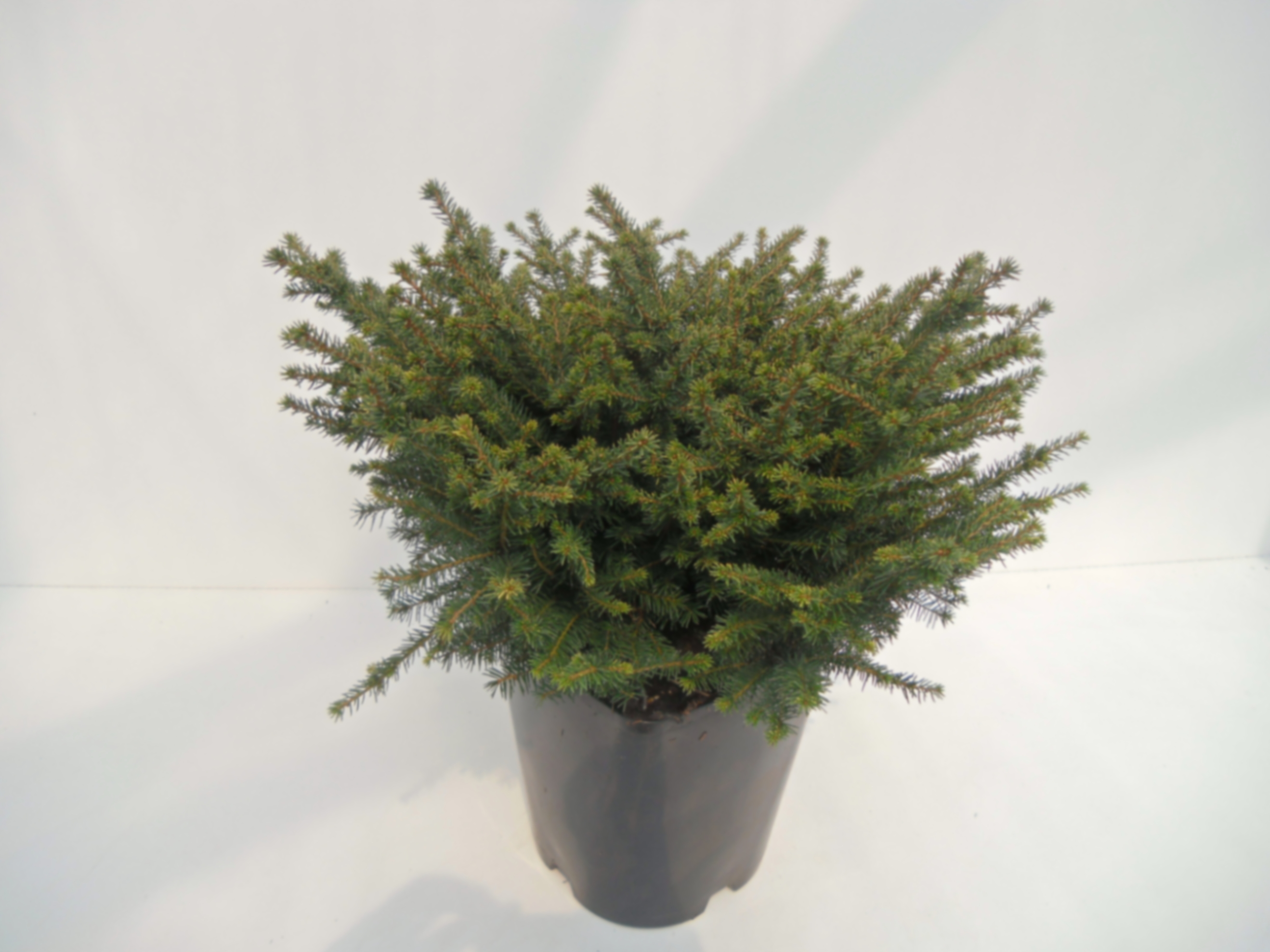 Ель сербская Карел